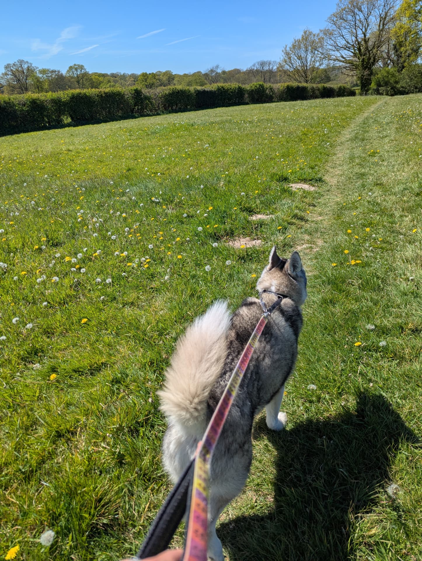 A grey and white husky being walked on a patterned leash through a sunny grassy field